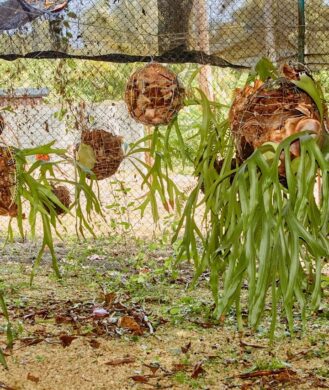 arentur-ciudad-de-la-habana-dpo-mav-plantas