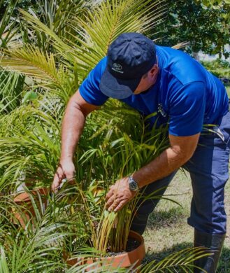 arentur-ciudad-de-la-habana-dpo-mav-plantas-cuidado