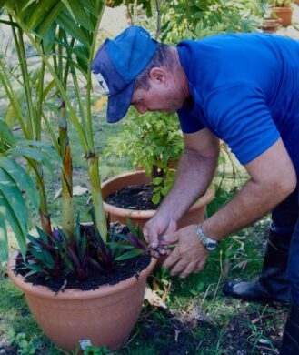arentur-ciudad-de-la-habana-dpo-mav-plantas-siembra