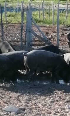 emprestur-sa-cayo-largo-del-sur-cuidado-animales-puercos