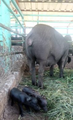 emprestur-sa-cayo-largo-del-sur-cuidado-animales-vacas