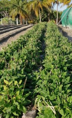 emprestur-sa-cayo-largo-del-sur-cuidado-mantenimiento-sembrado-siembra-cultivos