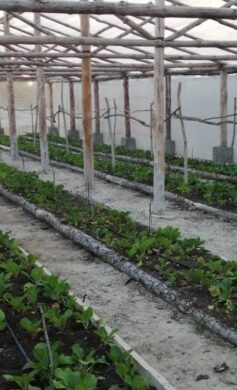 emprestur-sa-cayo-largo-del-sur-cuidado-sembrado-siembra-cultivos